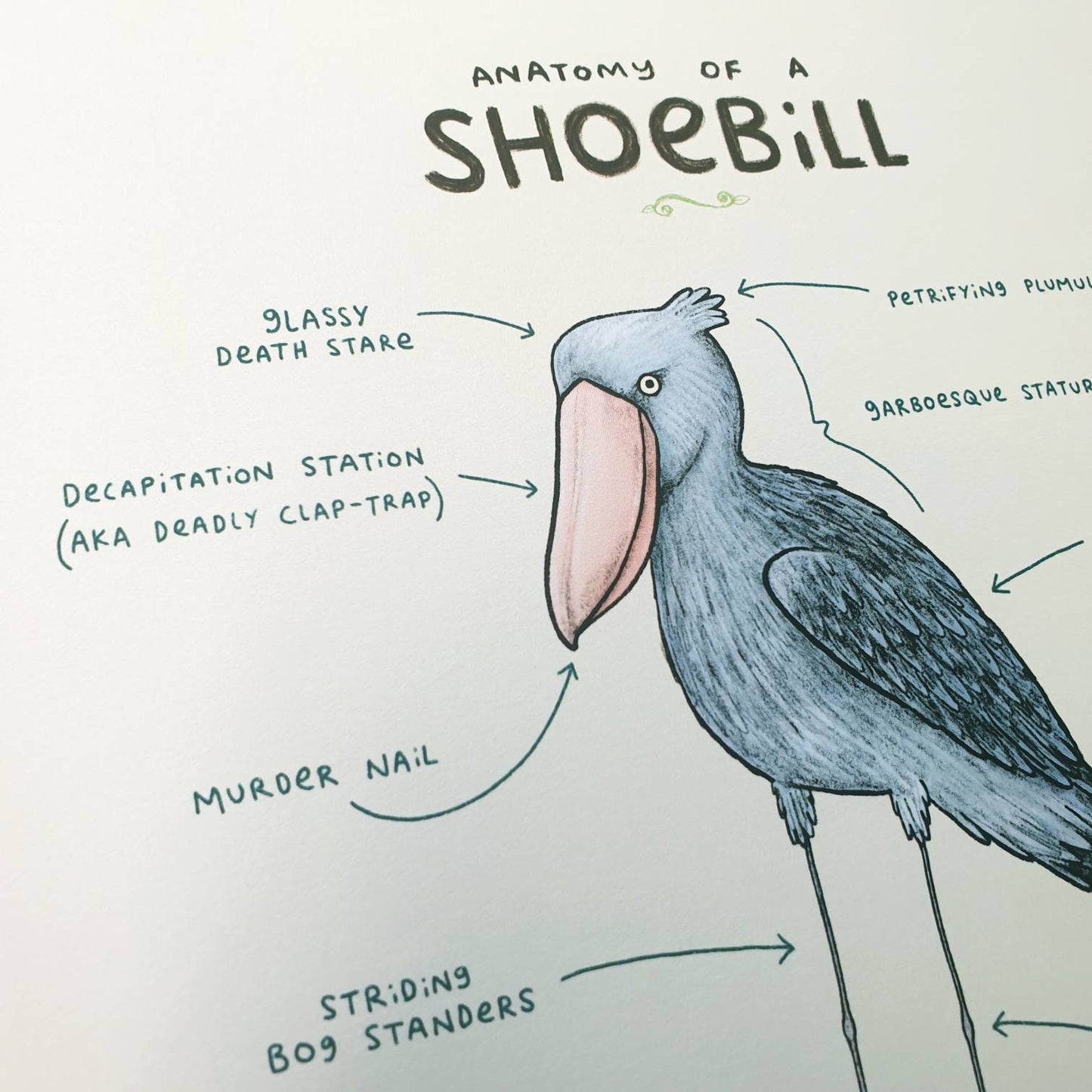 Anatomy Of A Shoebill A4 Signed Print