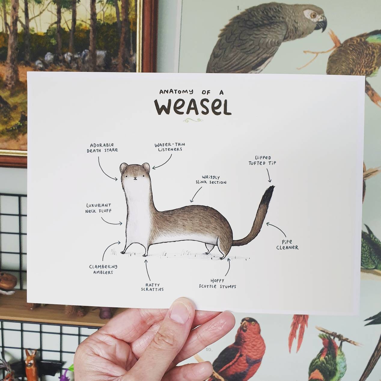 Anatomy of a Weasel Signed Art Print