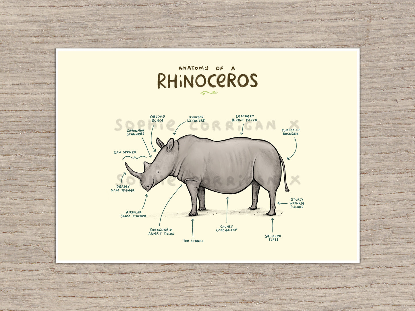 Anatomy of a Rhinoceros Signed Art Print