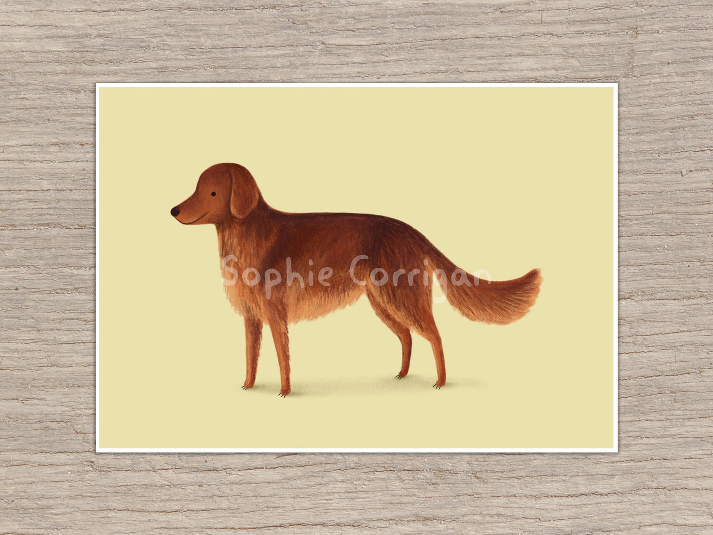Red Setter Dog Portrait: Signed Art Print by Sophie Corrigan