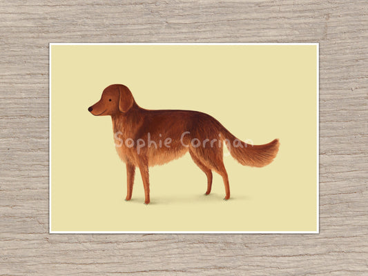 Red Setter Dog Portrait: Signed Art Print by Sophie Corrigan