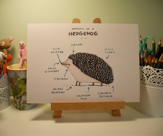 Anatomy Of A Hedgehog A4 Signed Print - Hedgehogs Tenrecs - Cute Funny Anatomical Animal Illustration - UK Worldwide Postage Sophie Corrigan