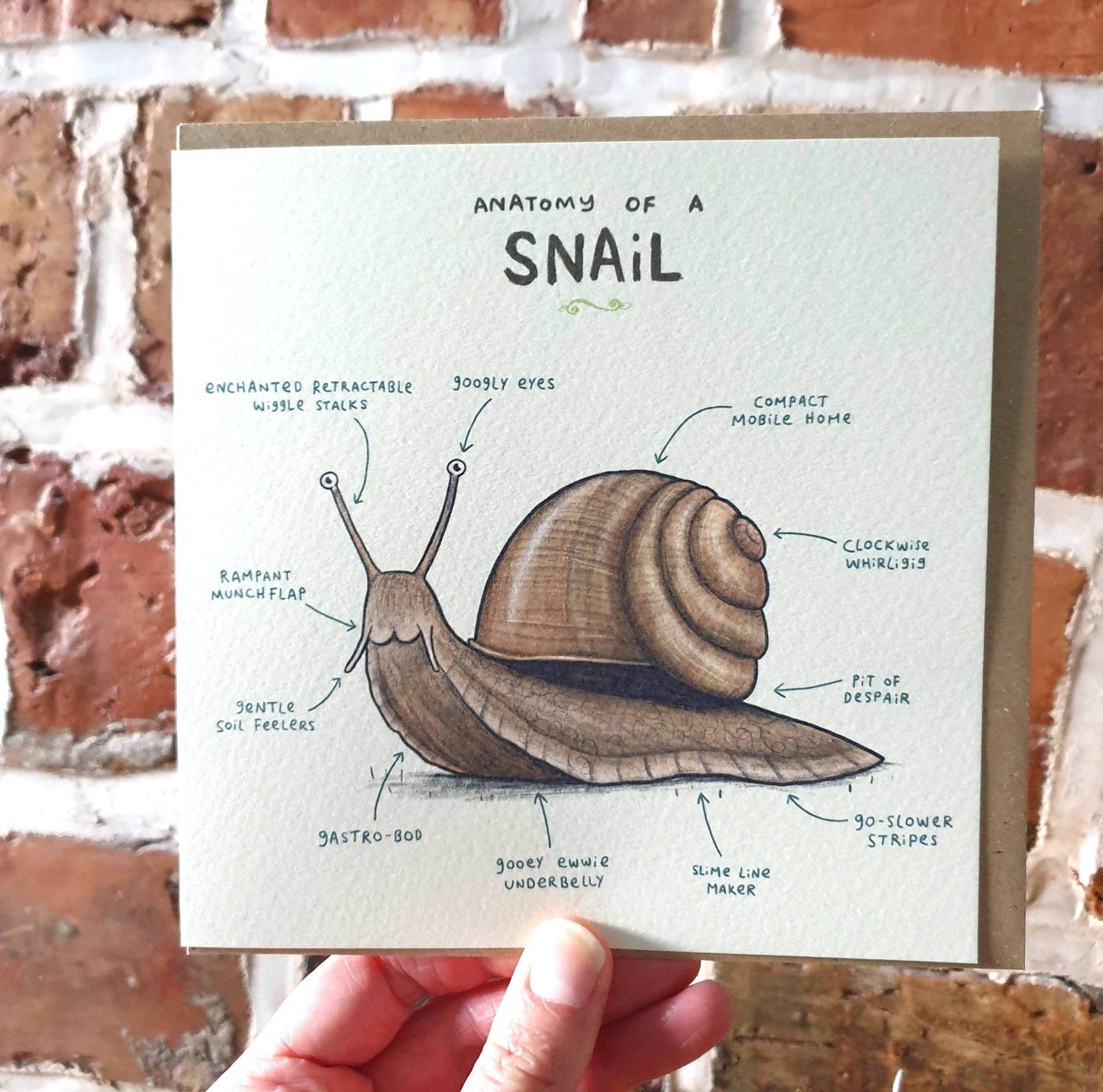 Anatomy of a Snail Card: Scientific Animal Illustration
