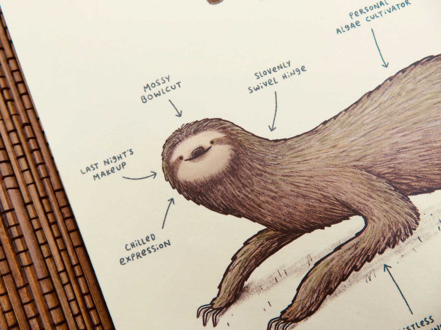 Anatomy of a Sloth Card