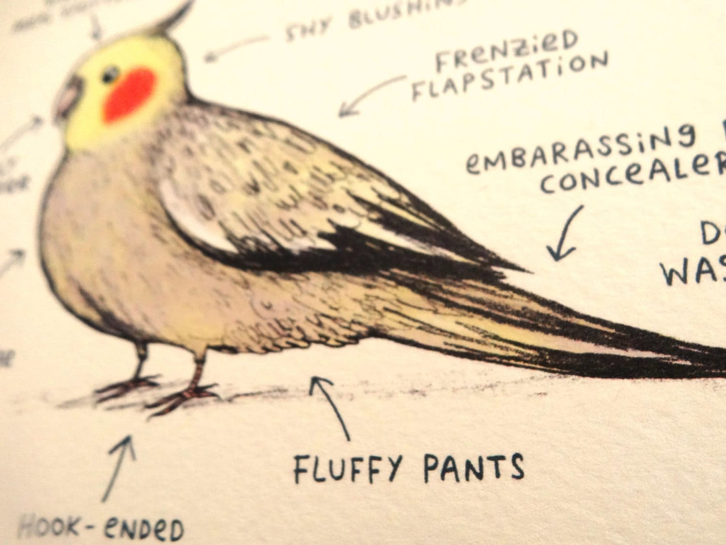 Anatomy Of A Cockatiel Card