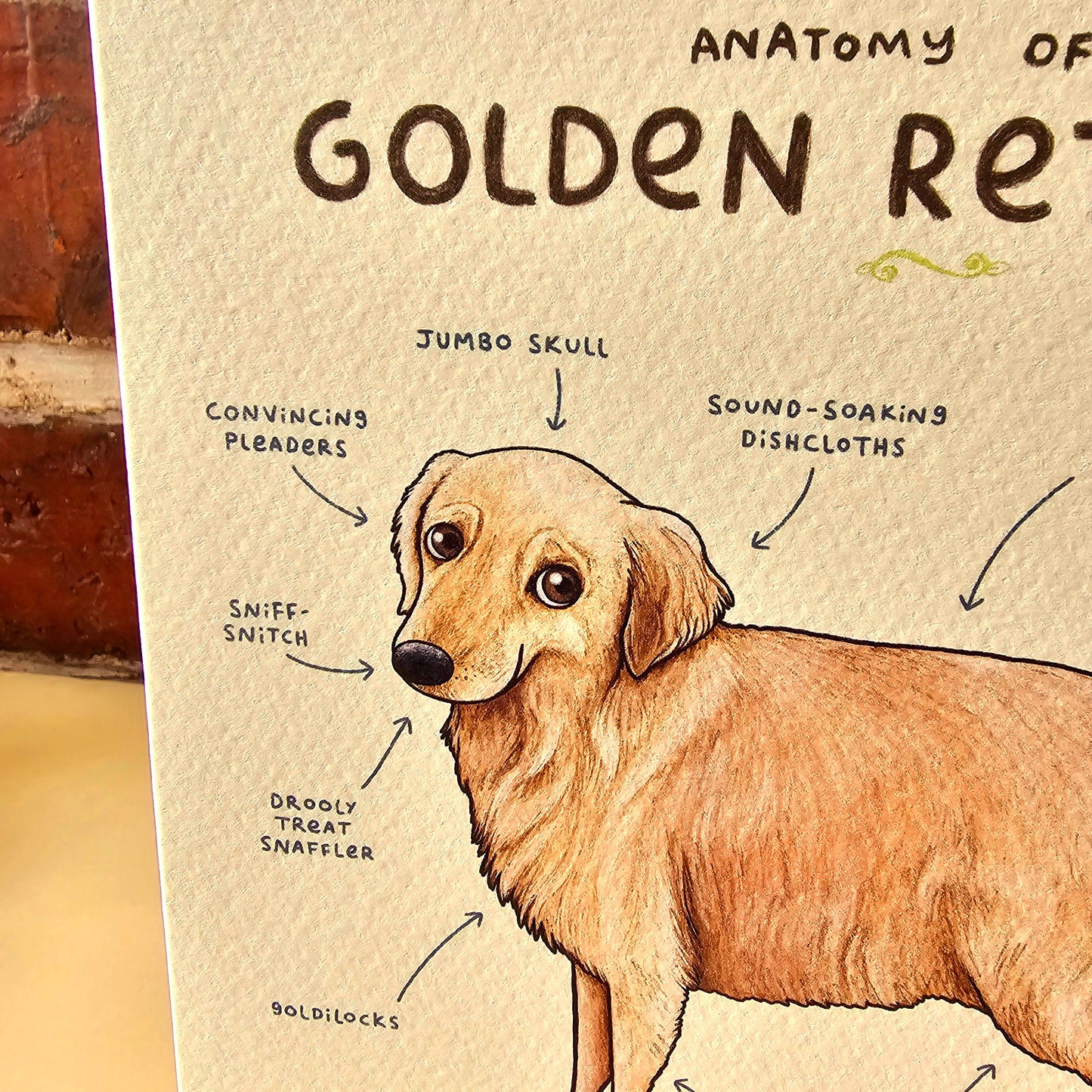 Anatomy of a Golden Retriever Greeting Card: Funny Dog Illustration