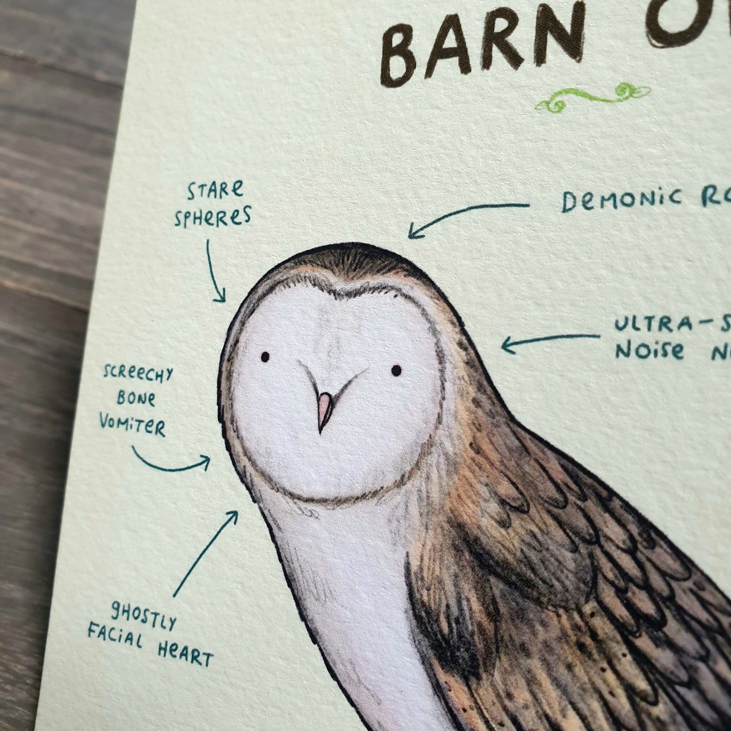 Anatomy of a Barn Owl Card: Scientific Animal Illustration