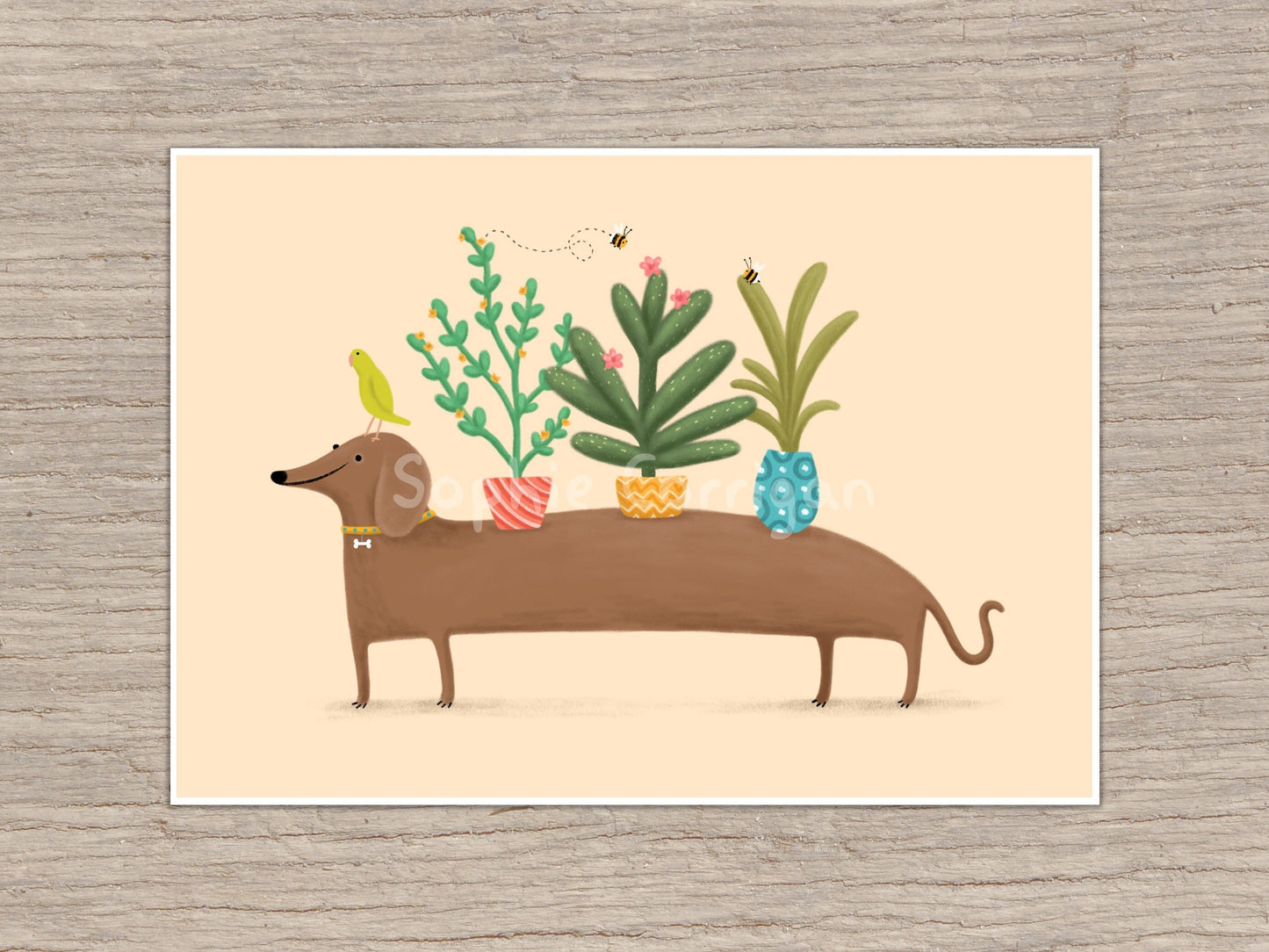 Dachshund & Parrot Signed Art Print
