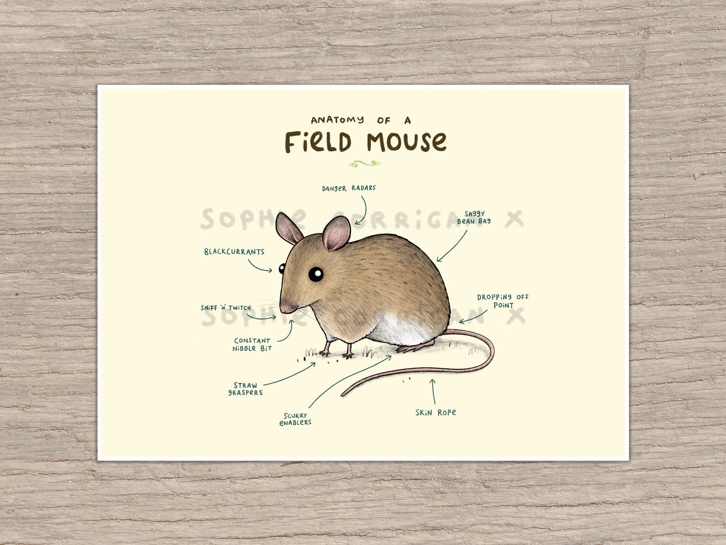 Anatomy of a Field Mouse Signed Art Print