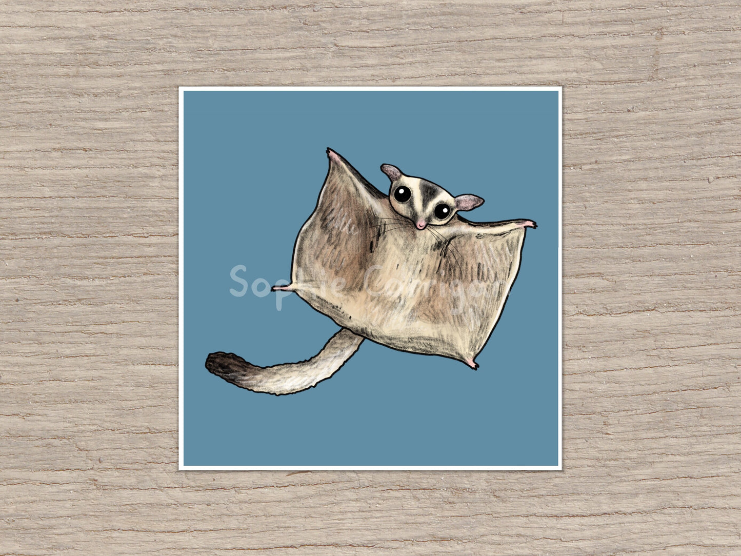 Cute Flying Sugar Glider Signed Art Print