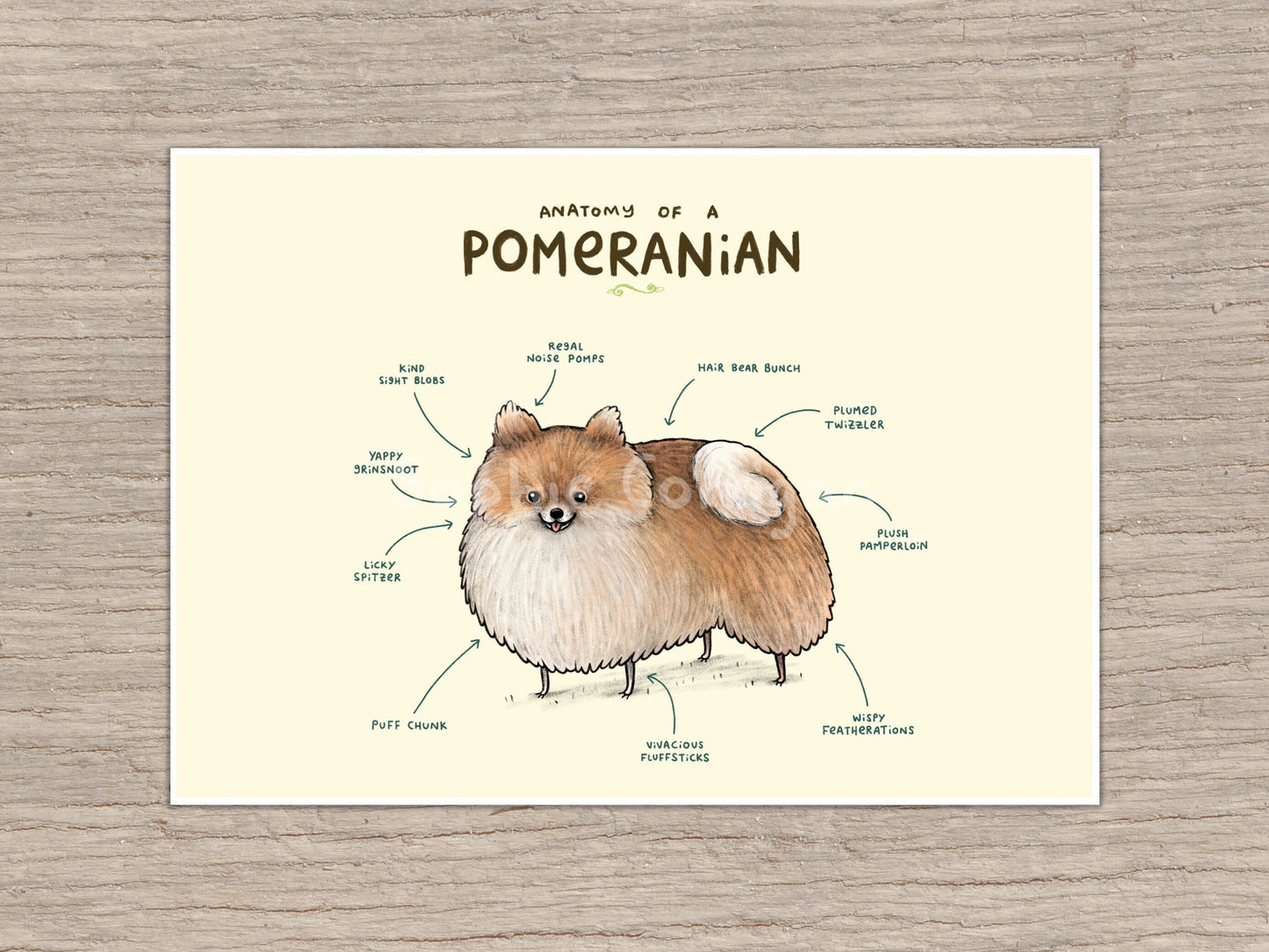 Anatomy of a Pomeranian Art Print: Signed Dog Illustration