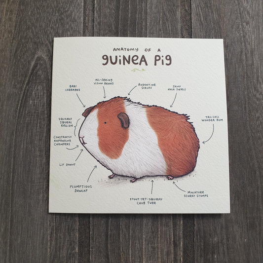 Anatomy Of A Guinea Pig Card