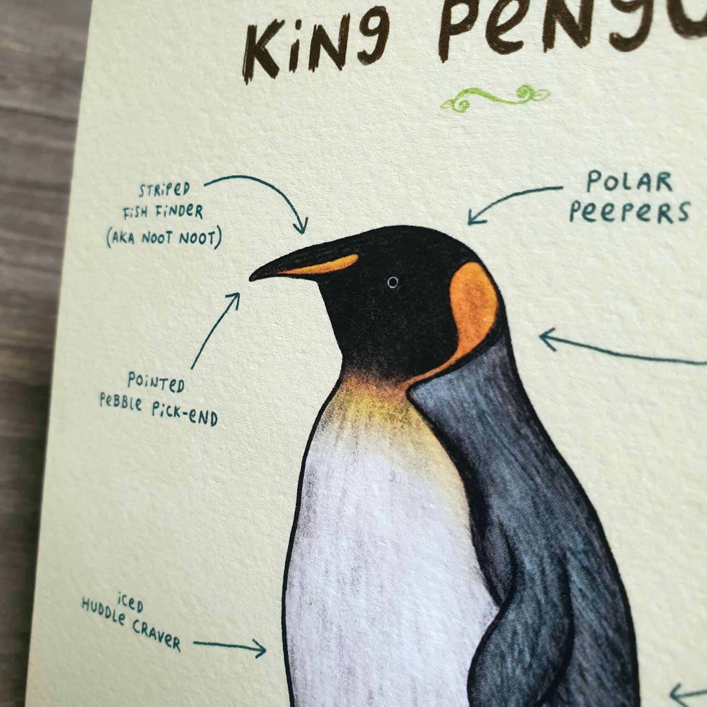 Anatomy of a Penguin Card: Scientific Animal Illustration