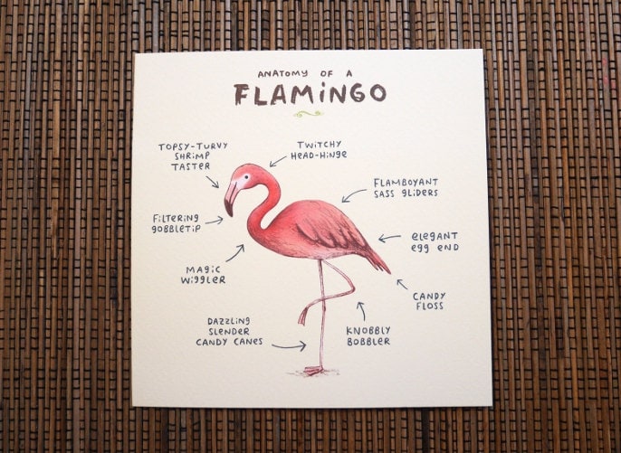 Anatomy Of A Flamingo Card