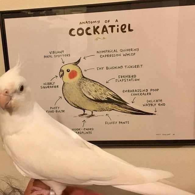 Anatomy Of A Cockatiel Bird A4 Signed Print