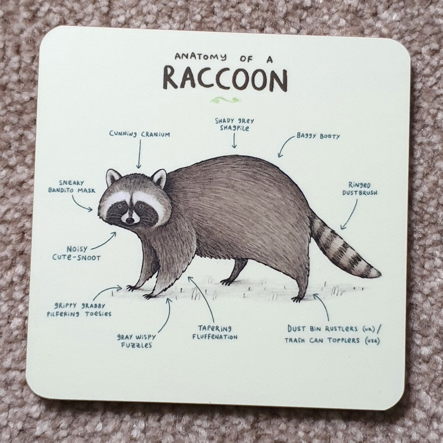 Anatomy of a Raccoon Coaster