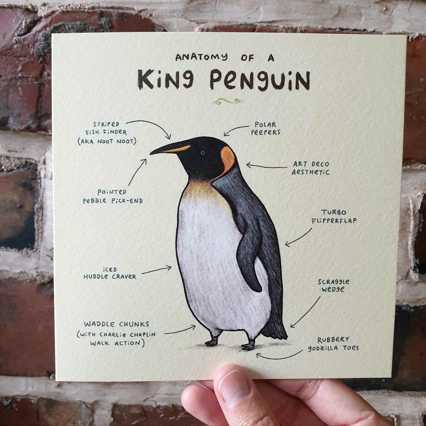 Anatomy of a Penguin Card: Scientific Animal Illustration