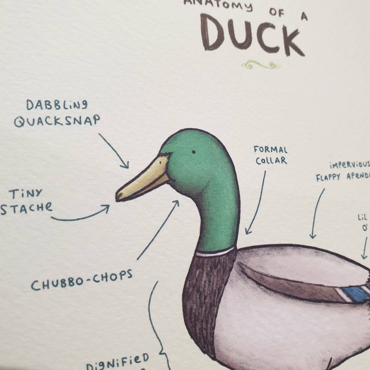 Anatomy Of A Duck Card