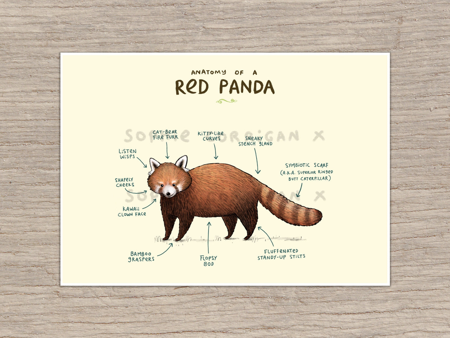 Anatomy of a Red Panda Signed Art Print