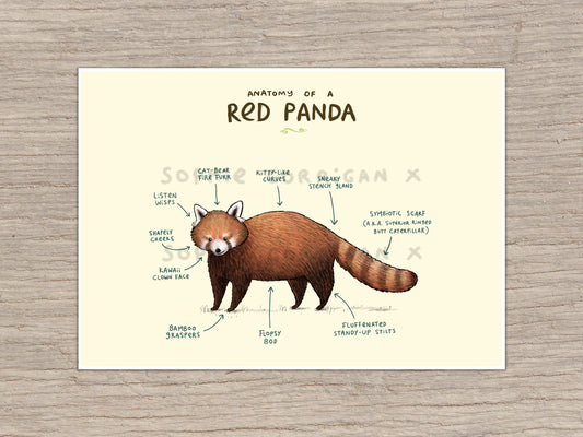 Anatomy of a Red Panda Signed Art Print