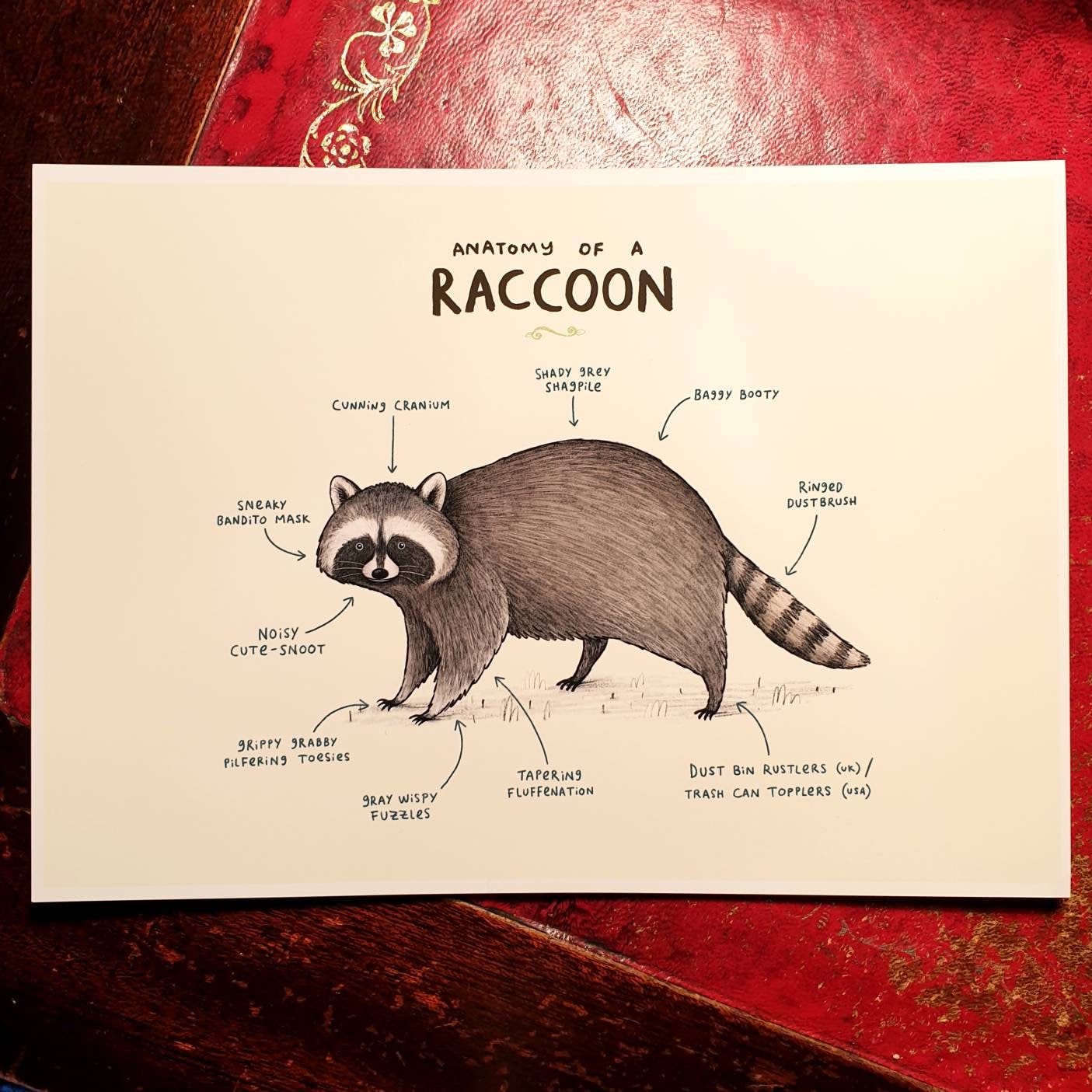 Anatomy of a Raccoon Signed Fine Art Print