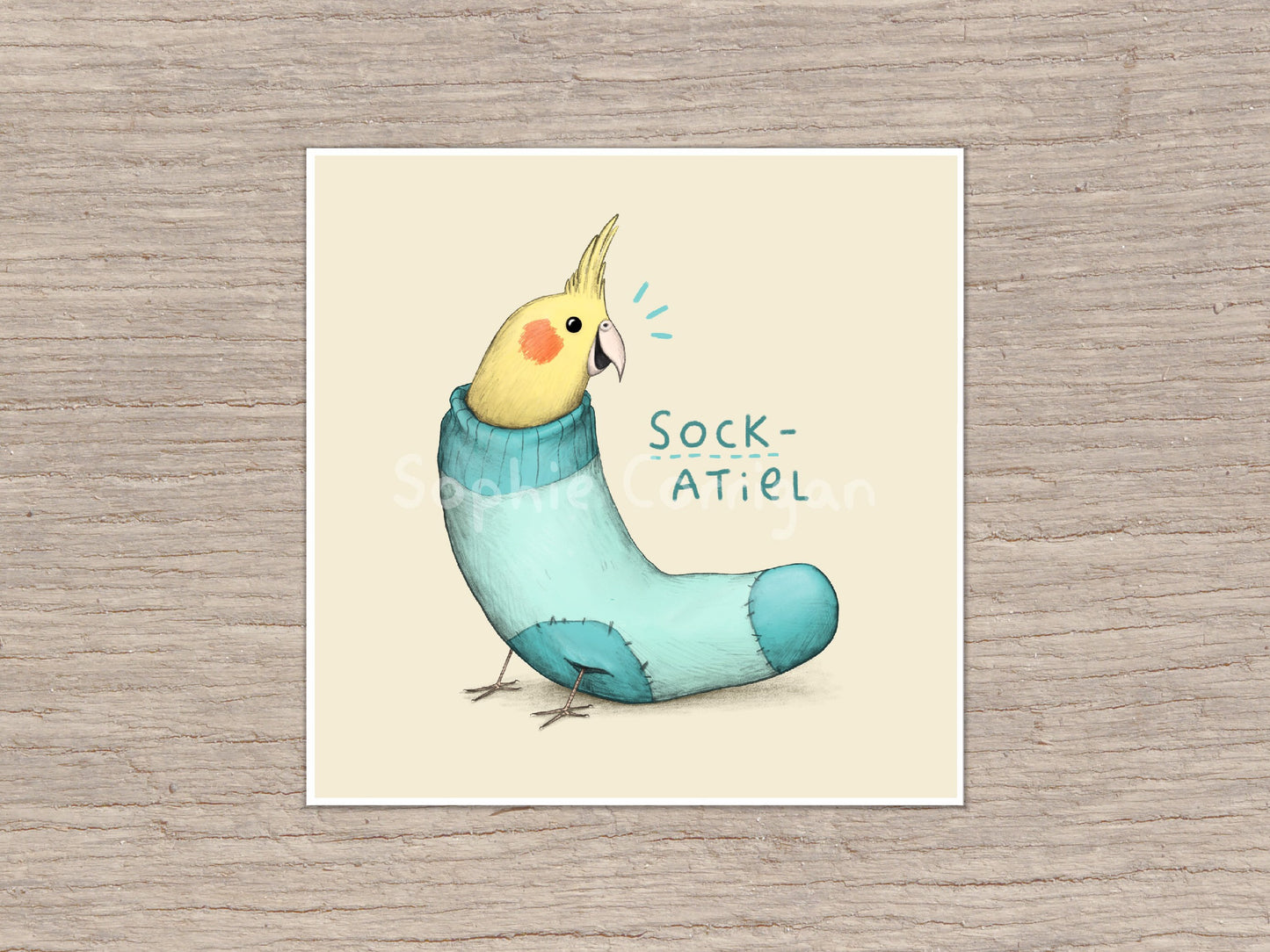 Sockatiel Sock Cockatiel Signed Fine Art Print