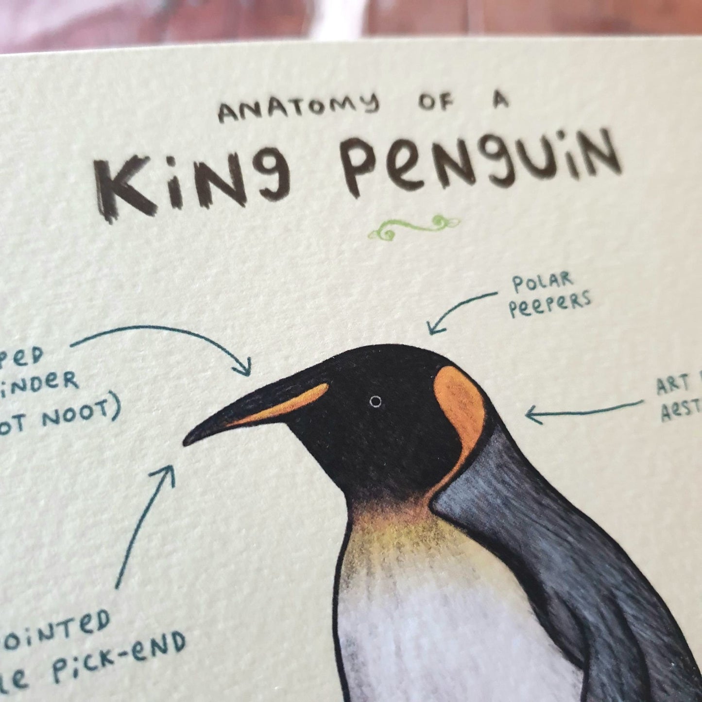 Anatomy of a Penguin Card: Scientific Animal Illustration