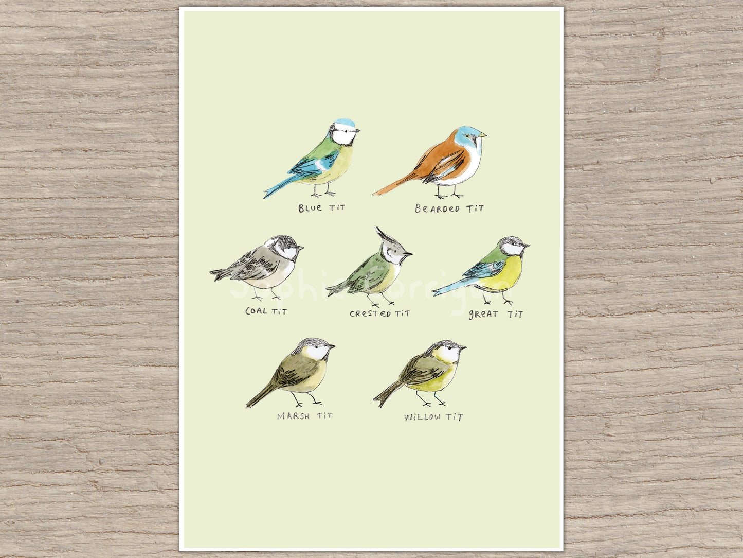 The Tit Family Birds Signed Fine Art Print