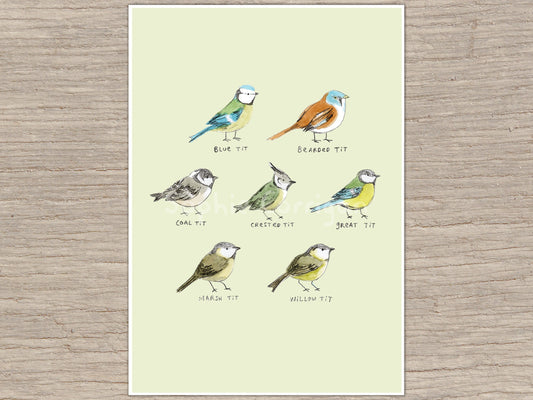 The Tit Family Birds Signed Fine Art Print