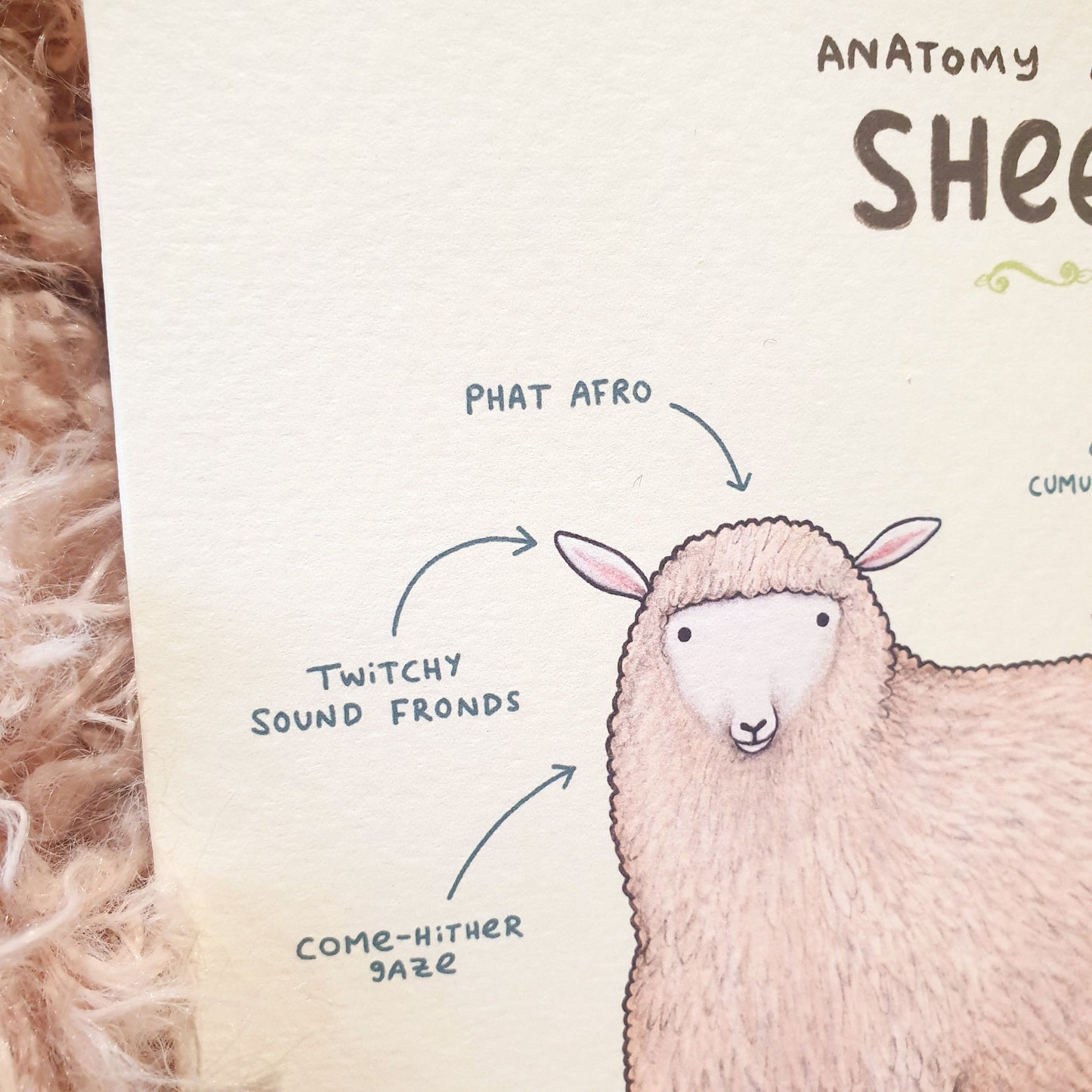 Anatomy of a Sheep Card