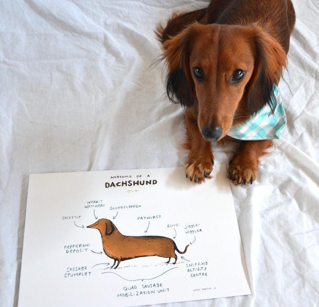 Anatomy Of A Dachshund A4 Signed Print
