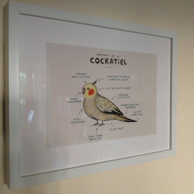 Anatomy Of A Cockatiel Bird A4 Signed Print