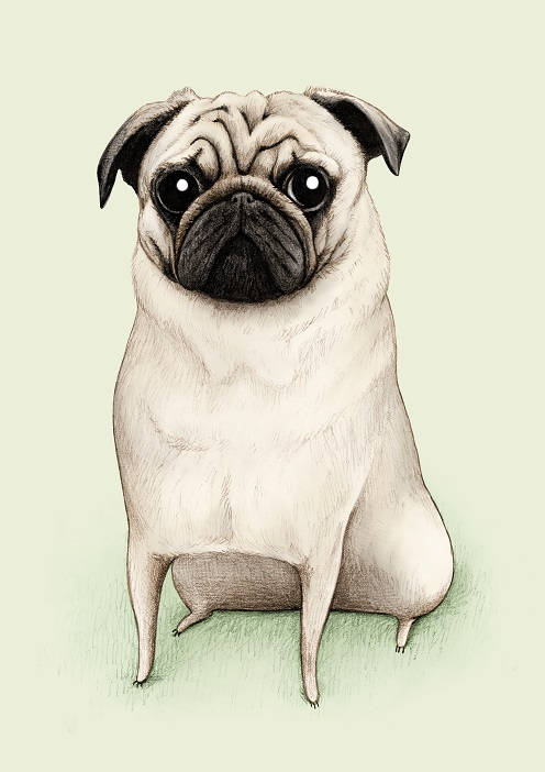 Bespoke Pet Portrait: Custom Color Illustration (Digital)