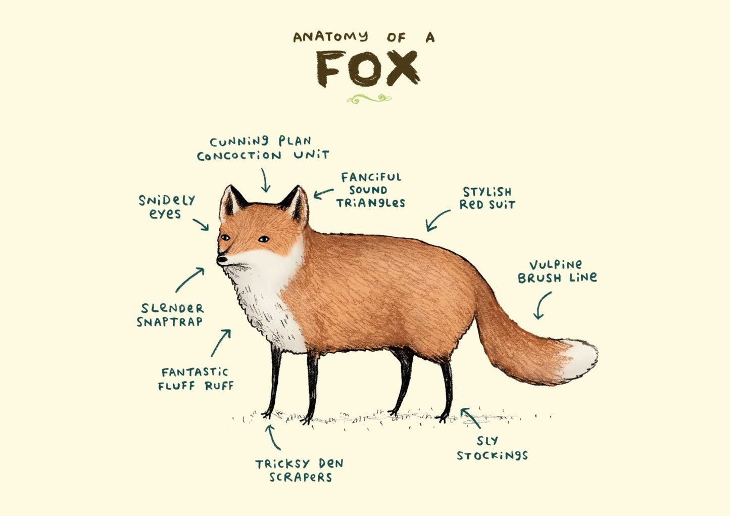Anatomy Of A Fox A4 Signed Print