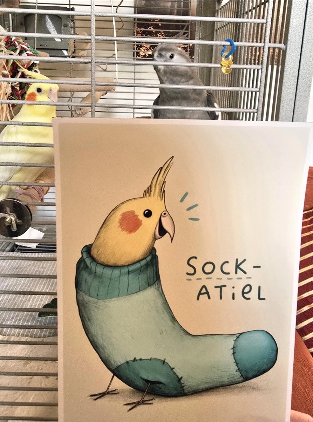 Sockatiel Sock Cockatiel Signed Fine Art Print