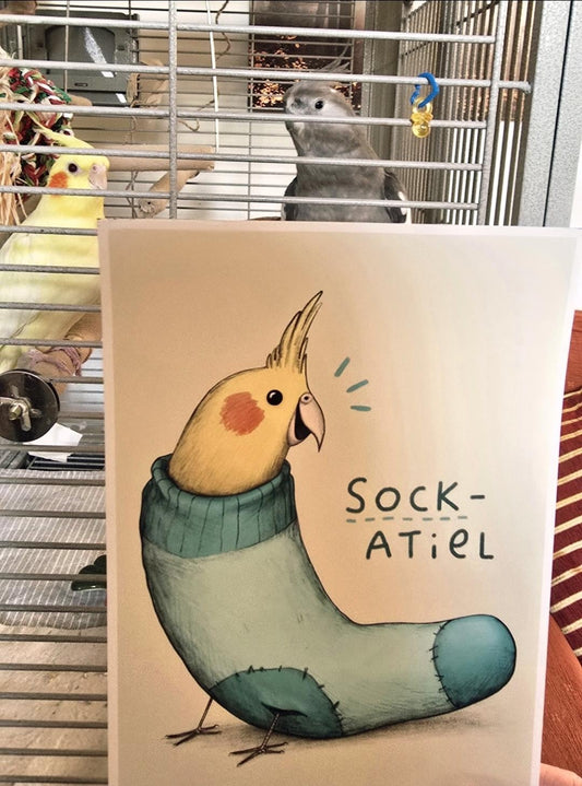Sockatiel Sock Cockatiel Signed Fine Art Print