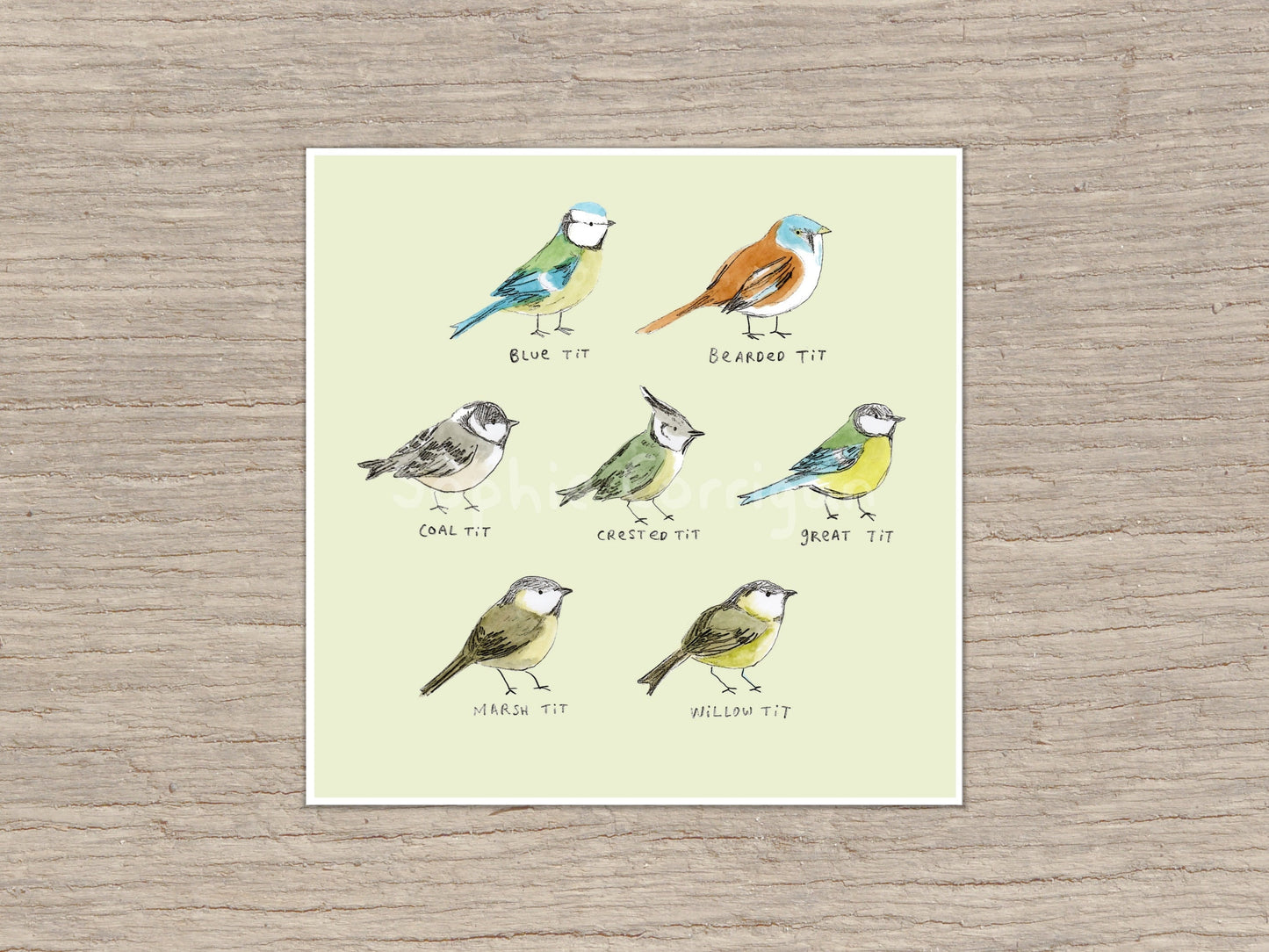 The Tit Family Birds Signed Fine Art Print