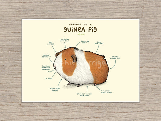 Anatomy of a Guinea Pig Signed Art Print