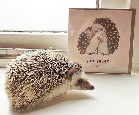 Hedge-hugs Card