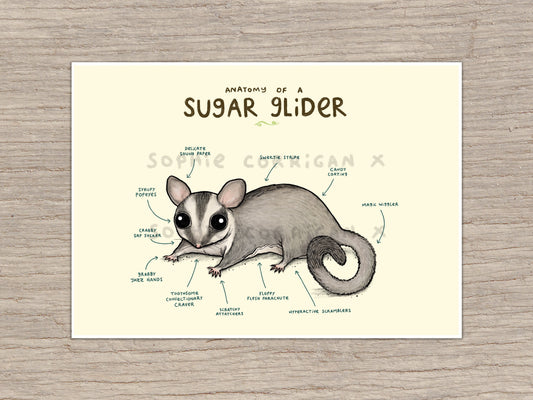 Anatomy of a Sugar Glider Signed Art Print