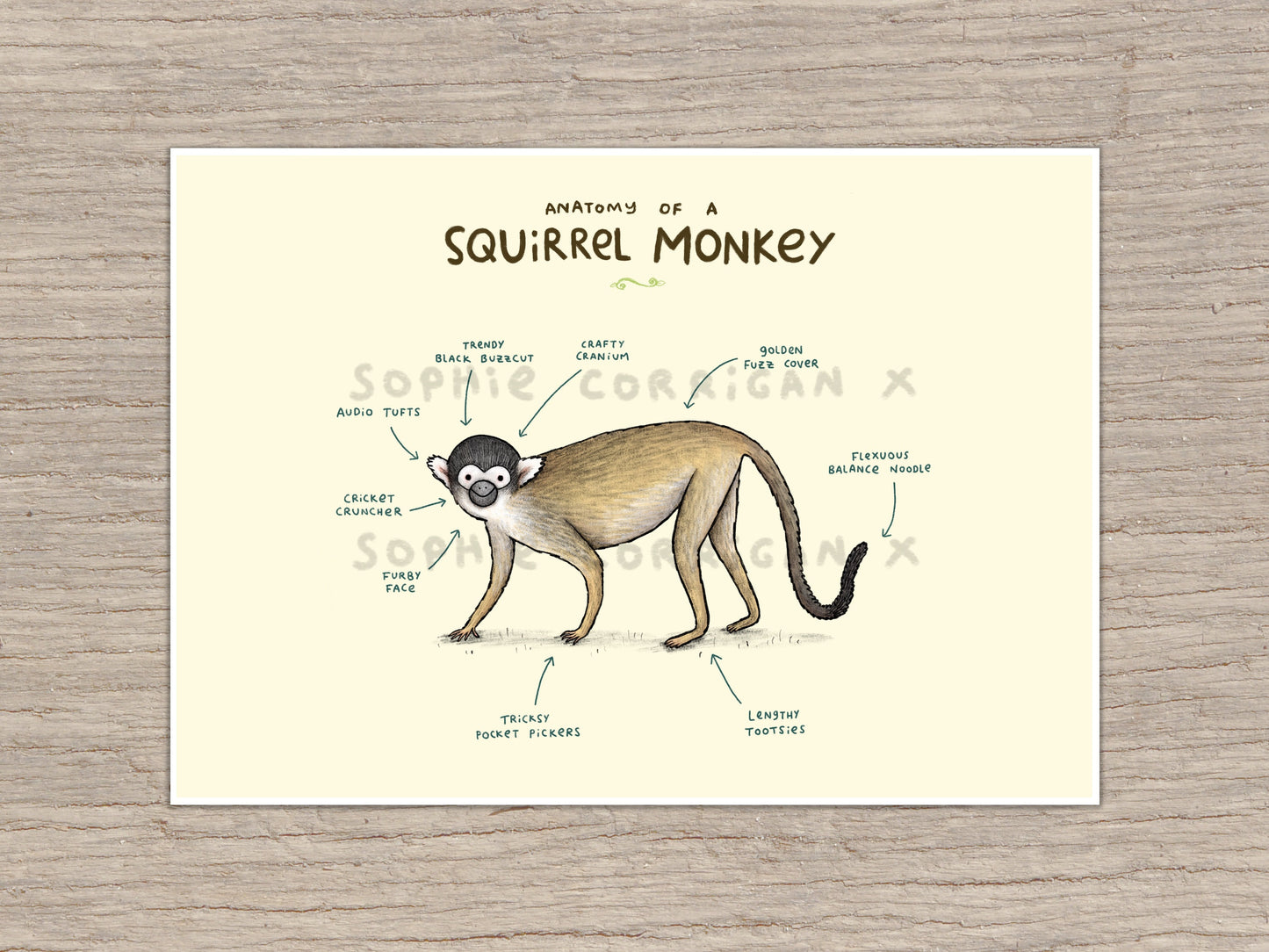 Anatomy of a Squirrel Monkey Signed Fine Art Print