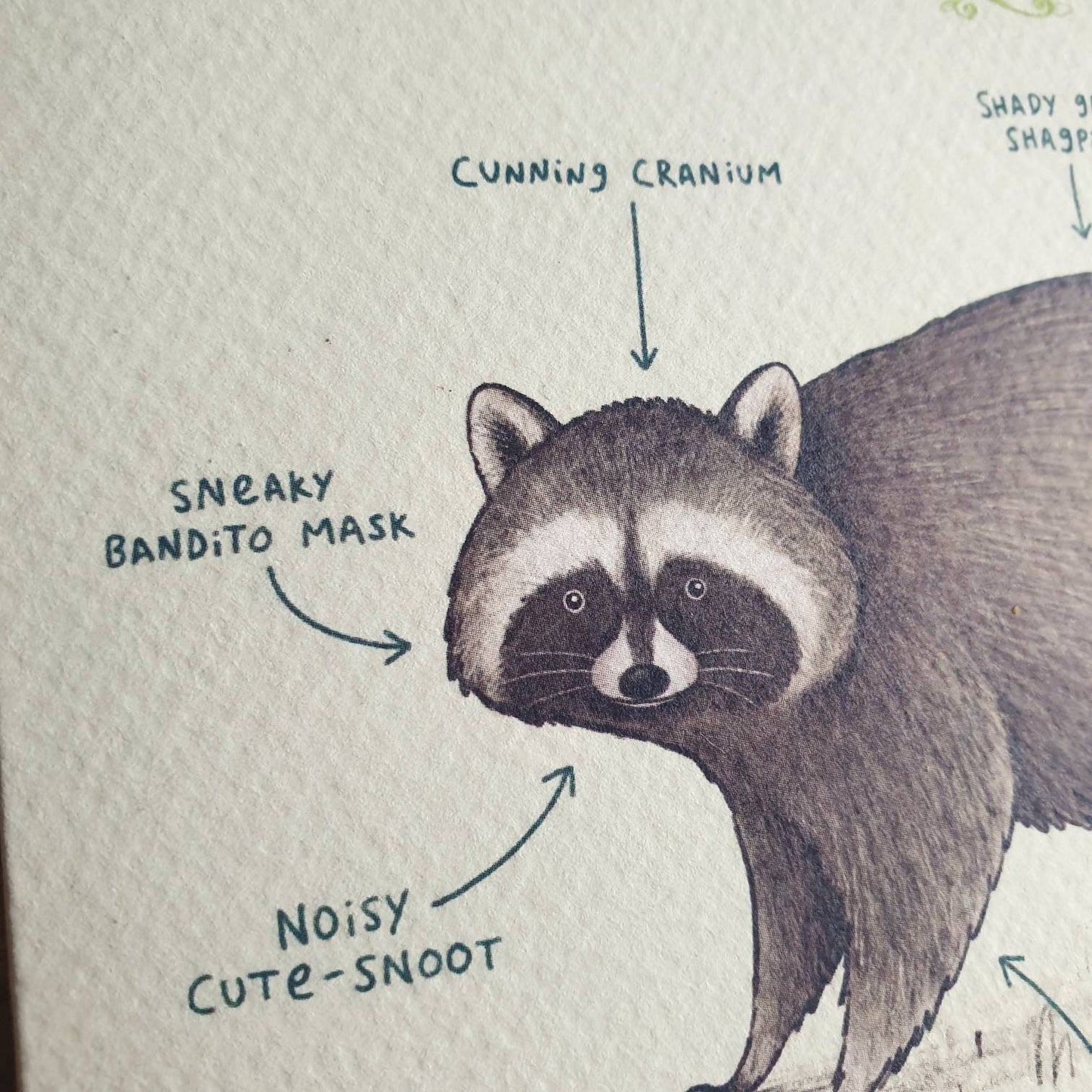 Anatomy Of A Raccoon Card