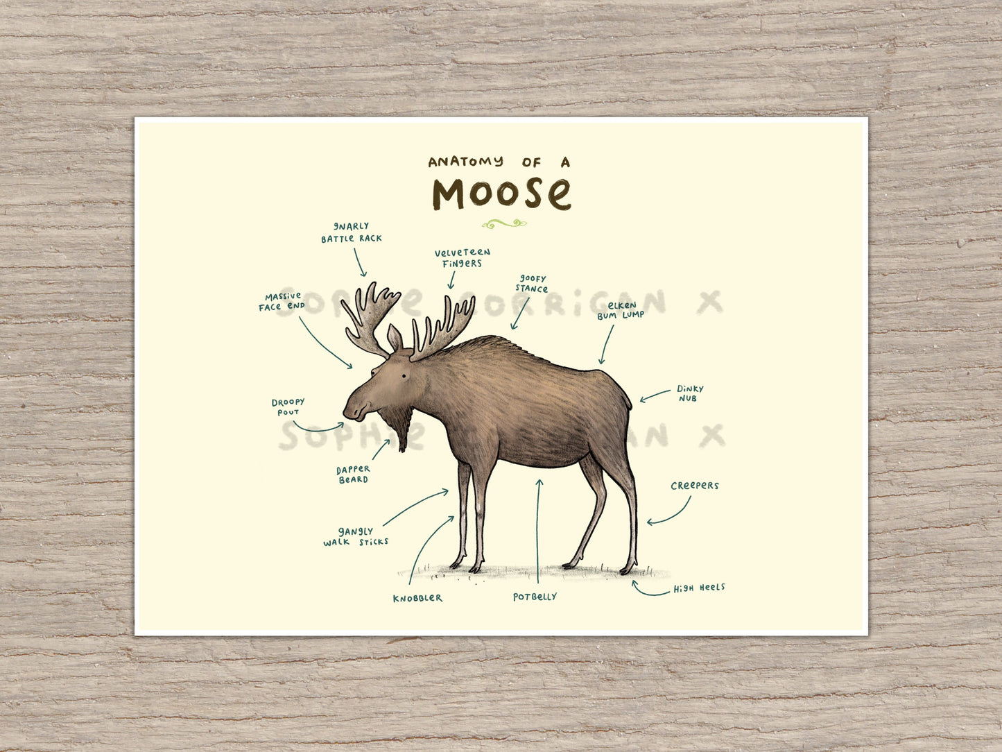 Anatomy of a Moose Signed Art Print