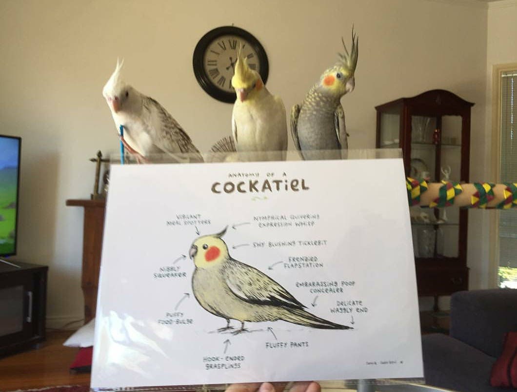Anatomy Of A Cockatiel Bird A4 Signed Print