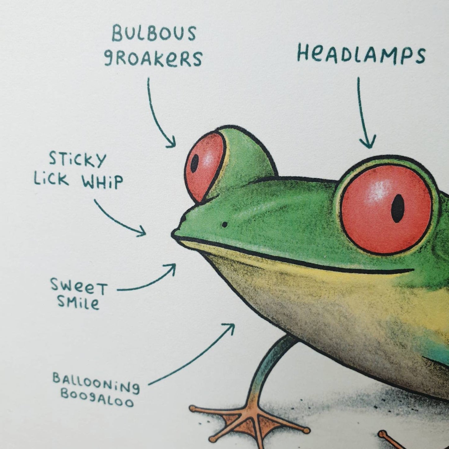 Anatomy Of A Tree Frog A4 Signed Print