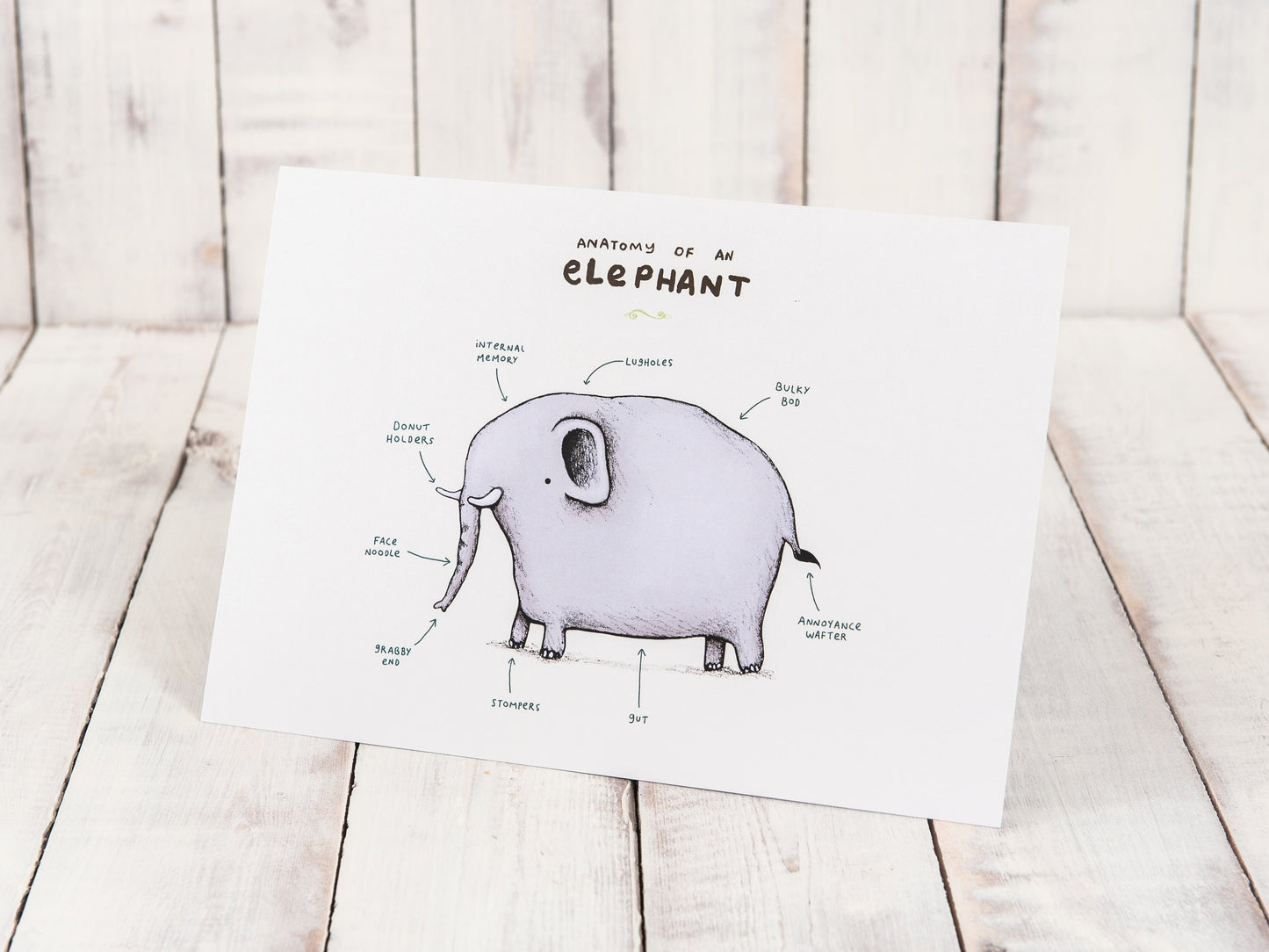Anatomy Of An Elephant A4 Signed Print