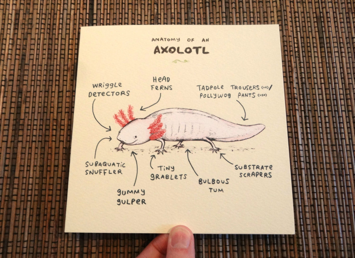 Anatomy Of An Axolotl Card