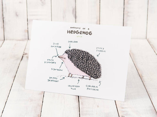 Anatomy Of A Hedgehog A4 Signed Print - Hedgehogs Tenrecs - Cute Funny Anatomical Animal Illustration - UK Worldwide Postage Sophie Corrigan