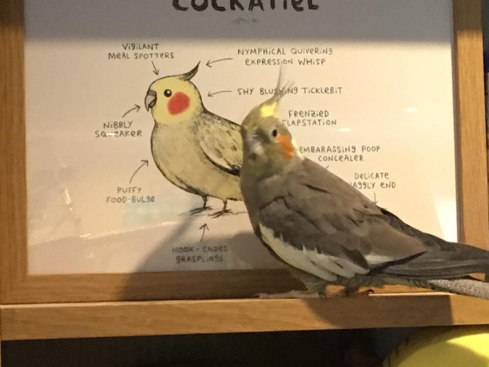 Anatomy Of A Cockatiel Bird A4 Signed Print