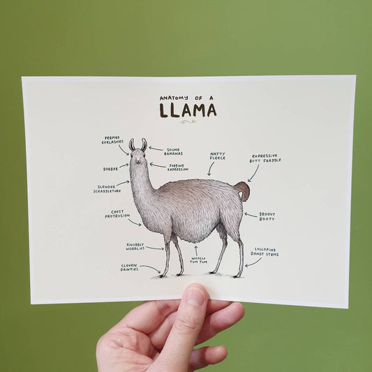 Anatomy of a Llama Signed Art Print